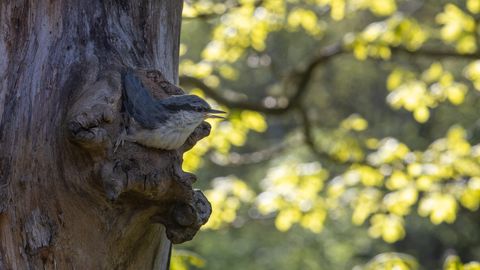 Keskkonnaamet peatas sellel aastal pesitsusrahu kaitseks 17 raiet