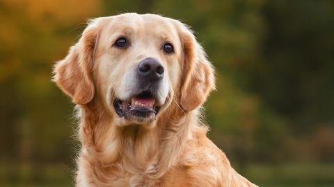 Veterinaar hoiatab: see üks puuvili võib koerale saatuslikuks saada