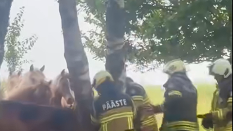 VIDEO ⟩ Raekülas jäi suksu kahe puu vahele kinni