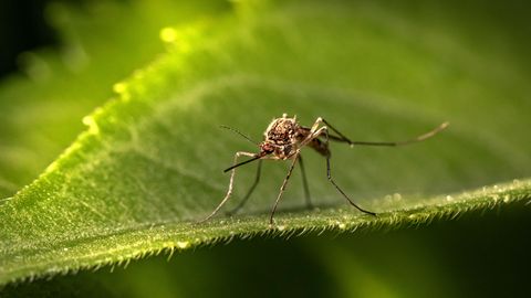 Lisaks valgusele leiti veel üks bioloogilist kella mõjutav tegur – see on ootamatu