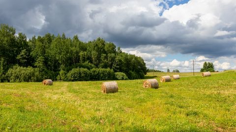 PÄEVAHOROSKOOP ⟩ 4. august: Sõnnidel nõuavad finantsasjad paindlikkust, Lõvide võib sõpruskogukonnas esineda arusaamatusi