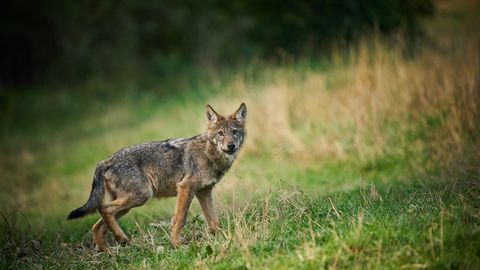 VIDEO ⟩ Haruldane kogemus: naine sattus Pärnumaal silmitsi 2 kuu vanuste hundikutsikatega