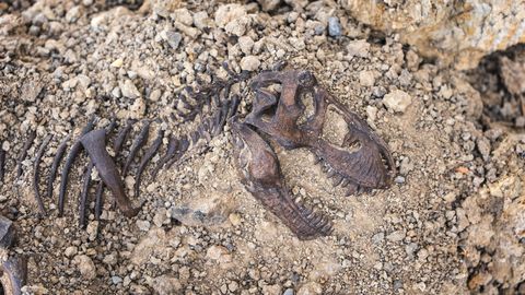 Kanadast leitud haruldane dinosauruse fossiil muudab teadlaste arusaama muistsetest kiskjatest