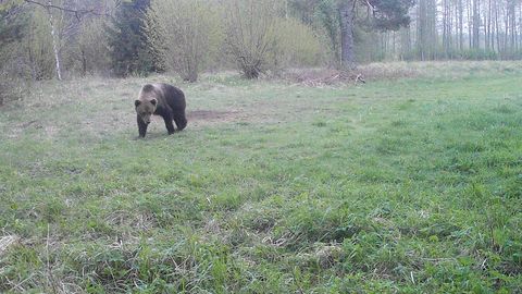 FOTOD ⟩ Salapärane külaline: rajakaamera fotod paljastasid uusi detaile Saaremaa karu kohta