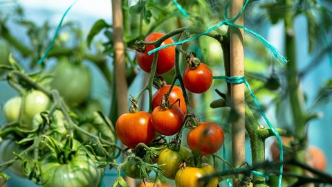 AEDNIKU SUURIM SALADUS ⟩ Kui istutad tomatite kõrvale selle taime, ootab sind ees rekordsaak