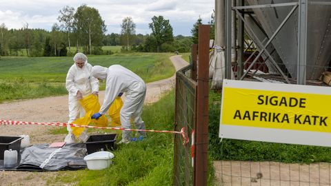 Aasta pärast Eesti suurimat seakatkupuhangut: farmid taastuvad, kuid mõni kohtuasi on veel pooleli