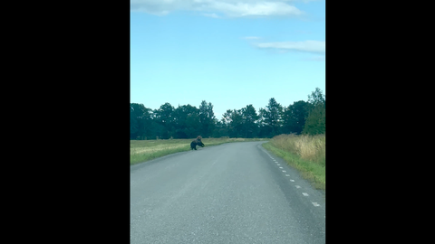 VIDEO ⟩ Karu jalutas Tartumaal rahulikult üle tee