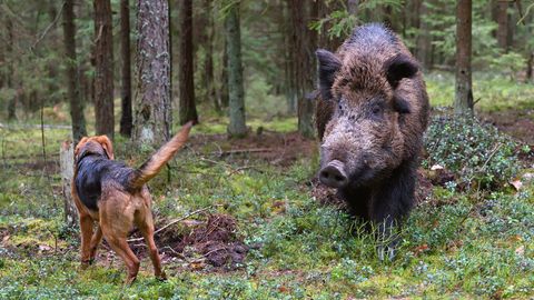 Sigade katk jõudis Soome: eksperdid selgitavad, mida peaks teadma iga metsas liikuv koeraomanik
