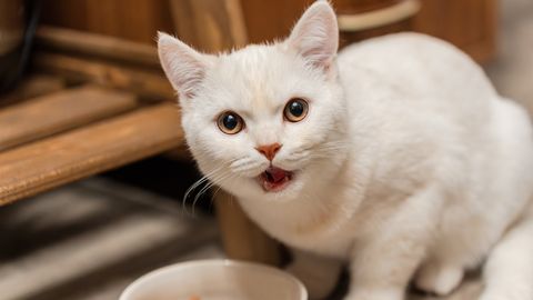 Veterinaar hoiatab: juba imeväike kogus seda köögivilja võib kassi jaoks eluohtlik olla