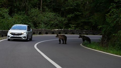 Rumeenia maadleb kasvava karuprobleemiga