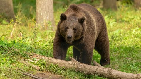 Haruldane juhtum Rootsis: karu ründas marju korjanud naist