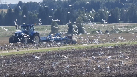 VIDEO ⟩ Tuhanded kajakad terroriseerid põllumeest