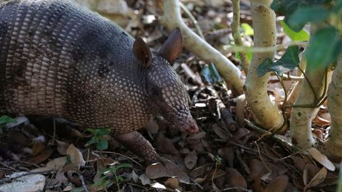 Pidalitõbi pole kuhugi kadunud – Floridas oli eelmisel aastal 10 juhtumit ja selle levitajagi on teada