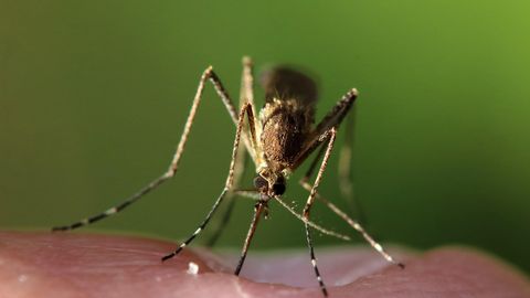 Mis teeb osadest inimestest sääsemagnetid?