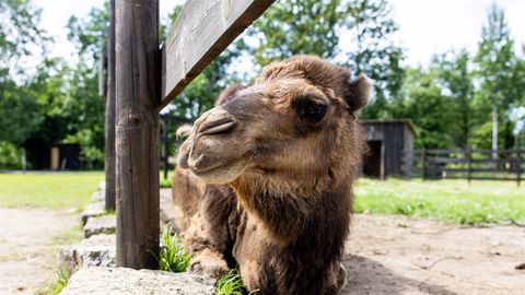 VIDEO ⟩ Kaamel Kalle teab täpselt, kuidas tema kasukas korda teha: tavaline kamm ei kõlba, appi tuleb võtta hoopis...