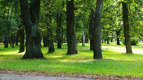 Tartlane märkas pargis eriskummalist vaatepilti: narkootikume otsinud noormehed jäid hätta