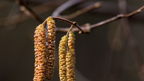 LOODUSKALENDER ⟩ Allergikutele keerulised nädalad on käes