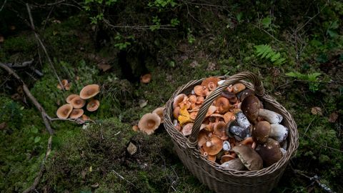 Seente korjamine võib ühe abilisega muutuda väga lihtsaks