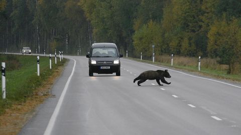Karu jooksis täna varahommikul Järvamaal autole ette ja tulemus oli kõigi jaoks ehmatav