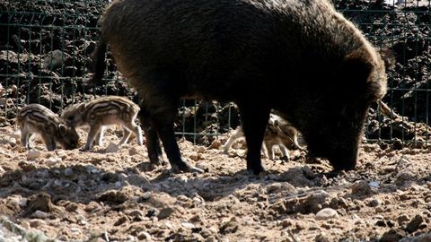 Soome sigade Aafrika katku nakkustsoonis otsitakse surnud metssigu