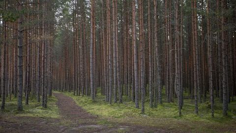 Riik võib jätta erametsaomanikud ilma miljonitest eurodest