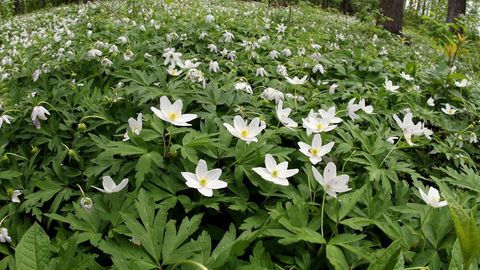 Esmaspäev tuleb vahelduva pilvisusega ja sajuta