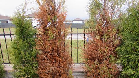 Pikk ja lumerohke talv jätab jälje: millele pöörata kevadel aias ja majapidamises tähelepanu?