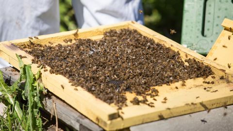 1. maist saab taas esitada mesilaspere toetuse taotlusi