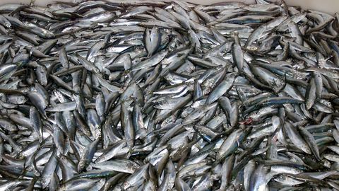 TÄNA AJALOOS ⟩ Eesti ja Läti vahel algas Räimesõda